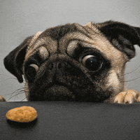 dog roll over GIF