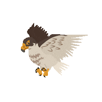 WLAL adler falco rheingau wlal Sticker