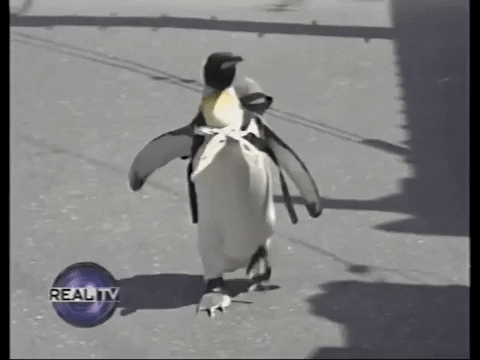 CelebrityPets giphyupload penguin GIF