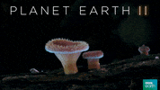 glow planet earth 2 GIF by BBC Earth