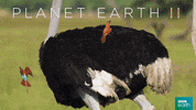 planet earth 2 bird GIF by BBC Earth