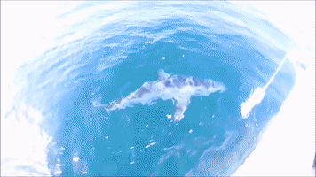 Shark Snags Fisherman's Line With Backflip