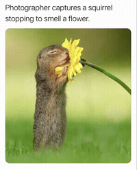 Squirrel Alaska GIF