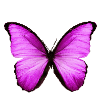 Butterfly Sticker
