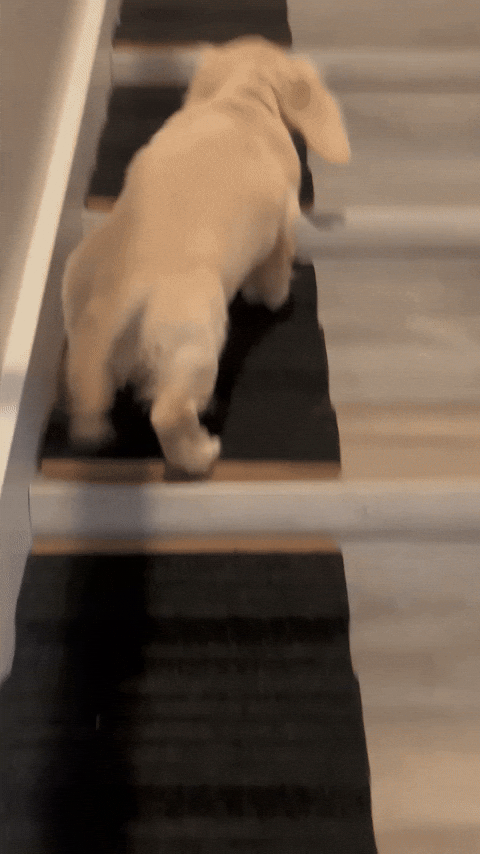 stairwedge giphyupload GIF