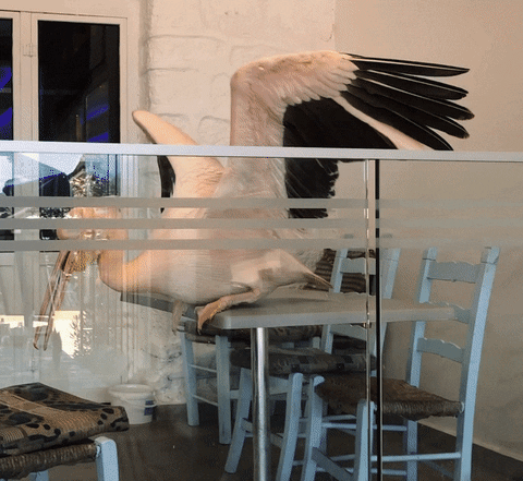 greatly-app giphyupload GIF