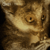 Baby Eating GIF by Nature on PBS