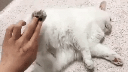 oddFace3 giphyupload cat broken 404 GIF