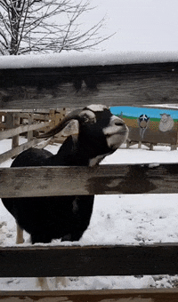 Dundee_Township_Park_District dtpd dundeetownshipparkdistrict randalloakszoo GIF