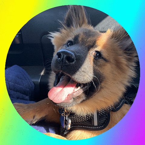 giphyupload dog rainbow kawaii discord GIF