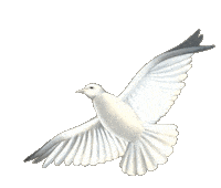 Album Dove Sticker by Prince