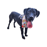 Looney Tunes Happy Dog Sticker by Geekster Pets