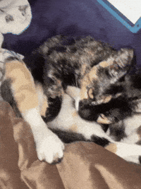 tongue lick sitting chillin sit GIF