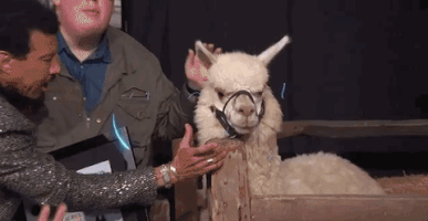 season 16 llama GIF by American Idol