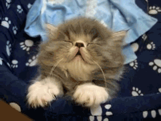 tired kitty GIF