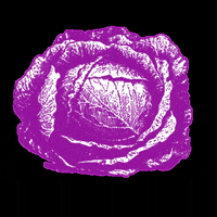 Cabbagepatchbakery vegan vegetables plantbased veg GIF