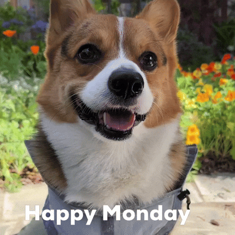 Dog Corgi GIF
