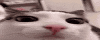 Cat Plink GIF