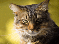 Pet Eww GIF by Sealed With A GIF