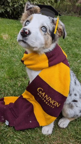 Dog College GIF by Gannon University