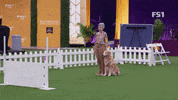 Westminster Dog Show Jump GIF by Westminster Kennel Club