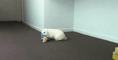 bunny rabbit GIF