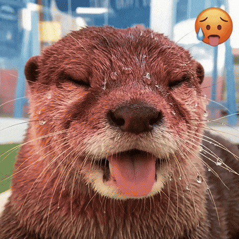 Otter GIF
