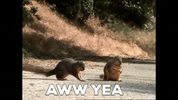 Ad gif. Two squirrels stand up on their hind legs and do a secret handshake and then the Geico logo appears. Text, "aww yeah."
