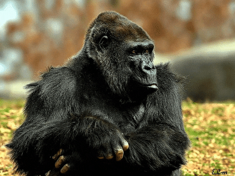 gorilla GIF