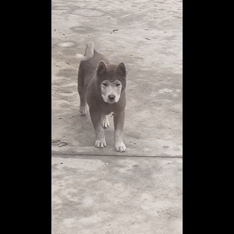 cuteanimalland giphyupload GIF