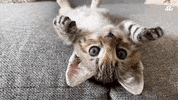Best Friends Cats GIF by Best Friends Animal Society