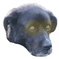 Dog Glow Sticker