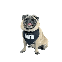 Zeedog Sticker by Amora Pug Brasil