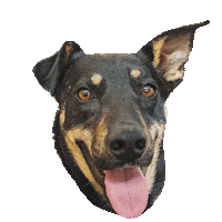 Happy Dog Sticker