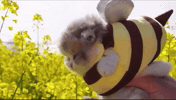 Bumble Bee Cat GIF by Respective