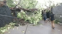 Tropical Cyclone Kenneth Downs Trees and Destroys Homes in Comoros