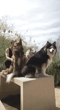 Dogs Panda GIF by Mike O'Hearn