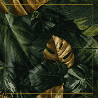 piknikmx logo gif marketing agencia GIF