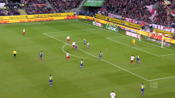 1 Fc Cologne Football GIF by 1. FC Köln
