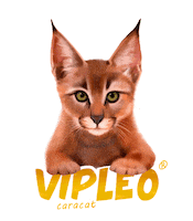 VIPLEO cat котенок cattery питомец Sticker