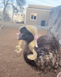 Bird Farm GIF by Respective