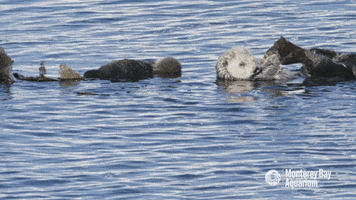 sea otter love GIF by Monterey Bay Aquarium