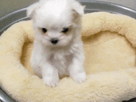 Dog Puppy GIF