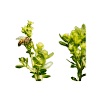 beepropolisbrasil bee mel abelha propolis Sticker