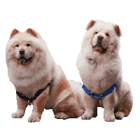 Archarmy Sticker by arch