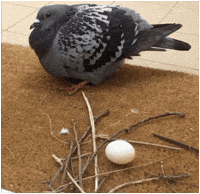 Bird Egg GIF