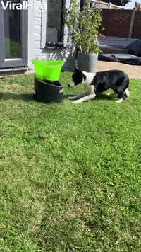 Doggy Playing Fetch By Himself GIF by ViralHog