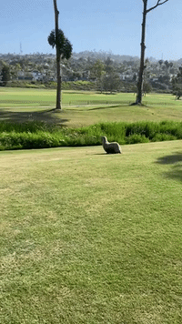 Lost Sea Lion Interrupts Southern California Golf Tournament