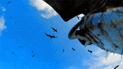spy in the wild cute animals GIF by ThirteenWNET