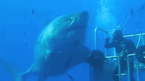 great white sharks look GIF